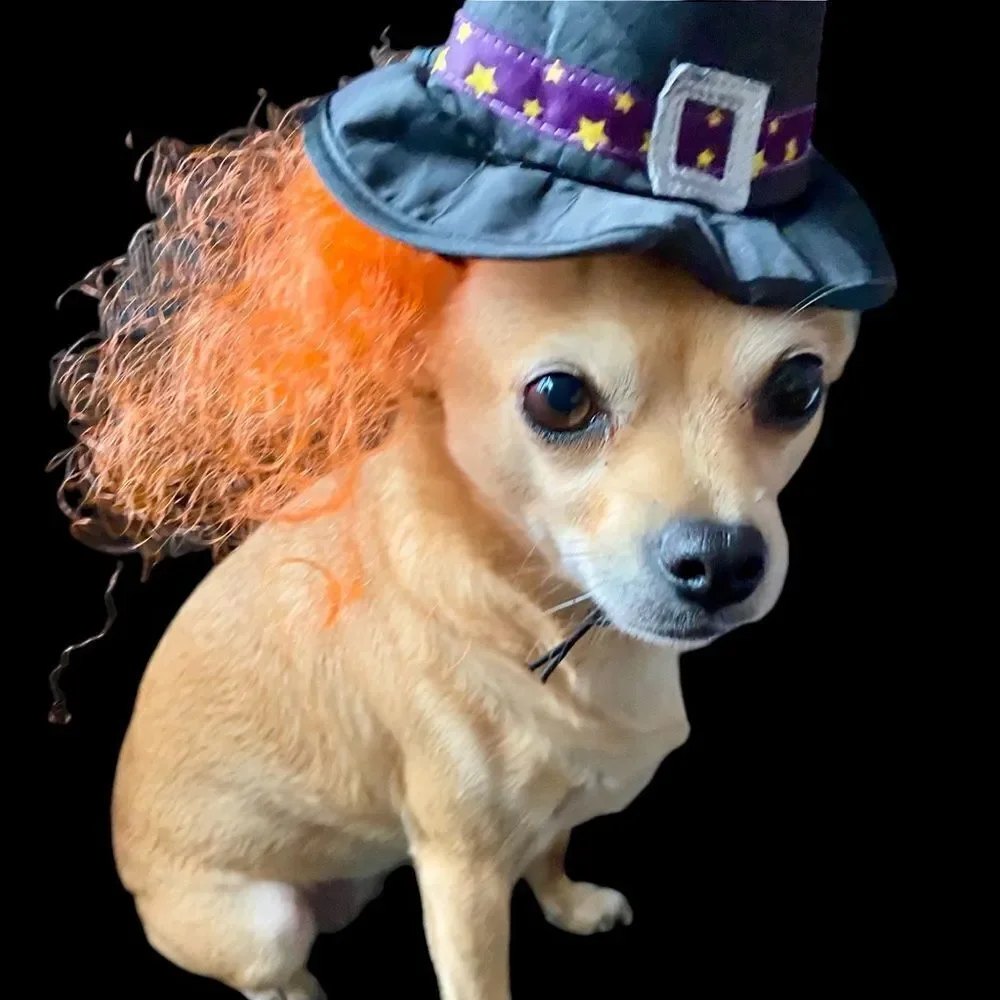 Dog Halloween Witch Hat Costume